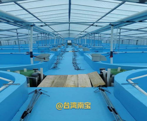 水泥锦鲤池刷养锦鲤鱼池漆的作用与挂车漆的误区解析